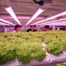 스마트팜 이미지