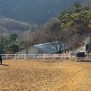 유성승마장 이미지