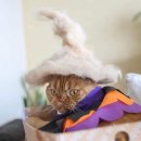 고양이 모자 이미지