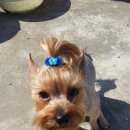 멍멍이랑 사랑하기 이미지