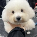 동탄애견미용학원 [벨라루시 애견미용학원 동탄점]