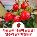 유리농장 | 서울 근교 나들이 끝판왕! 양수리 딸기체험농장 직접 다녀온 후기