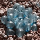 옵투샤 ( Crystal Light Blue ) ?? 이미지