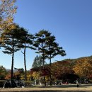나들이: 단풍 현재 상황(2025.11.1.), 용인 자연휴양림, 한국외국어대학교 글로벌캠퍼스 명수당 주말 후기