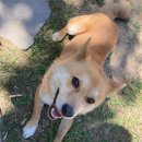 김동래동물병원 | 함안 고양이 중성화수술 TNR 서울동물병원