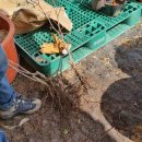 안강3리 이미지