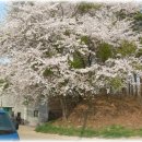 삼화목장 Daum카페