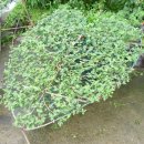 박이농장 이미지