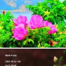 해당화 / 이남일 이미지