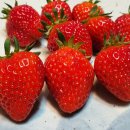 일대농장(2) 이미지