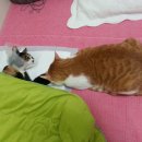 최기섭동물병원 | [경주 고양이 중성화 수술] 깡패의 중성화