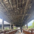 빨강버섯 스머프 이미지