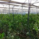 진표농장 이미지