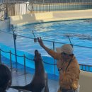 후쿠오카 마린월드 돌고래쇼 명당자리 꿀팁 (2월기준 6살 아이랑)