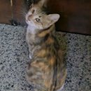 유목농장 | 이집트 일주 [3-4일/바하리야 사막]