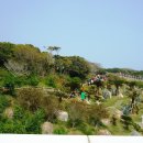 까멜리아 이미지