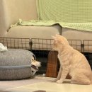 고양이집 이미지