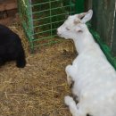 토종흑염소농장 이미지