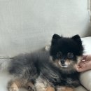 쓰리빈 | [공지] 송도애견미용 쓰리빈 포메미용 가위컷 후기