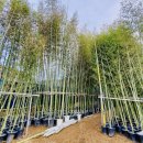 대나무(화분) H3.0-10m 5000주 이상 충남 서산 판매 이미지
