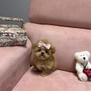 대구강아지분양 럽댕 이미지