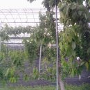 경주 체리 이미지