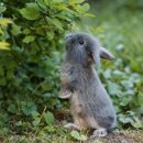 토끼나라 이미지