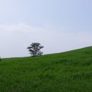 녹색목장 이미지