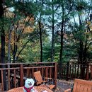 단풍두부 이미지