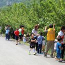 명지리앵두마을 이미지