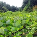 금대리농장 이미지