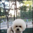 진접애견미용