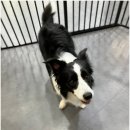 휘게 펫케어 이미지