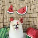 희희퍼피 이미지