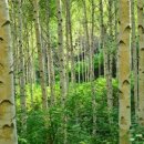 자작나무길펜션 이미지