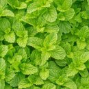 브레인생활건강 이미지