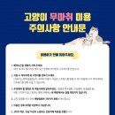 개청순한고양이 이미지