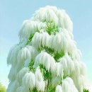 광남2동-2 이미지