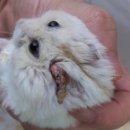 Dr.주 동물병원 이미지