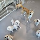 옐레드 애견유치원 & 호텔 고양덕은점 네이버블로그