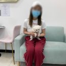 오아이펫 이미지