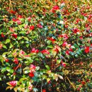 동백섬의 일출 이미지