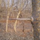 구지뽕.구지뽕효능.구지뽕나무.구지뽕나무효능 이미지