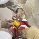 고양이카페 랙돌 이미지