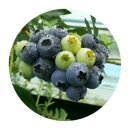 푸르매농장 이미지