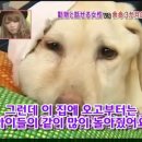 하이디
