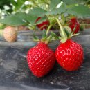 상기농장 이미지