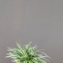 수경꽃집 이미지