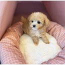 도그마루 고양이 강아지 무료분양 이미지