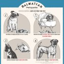 101마리 애견 이미지